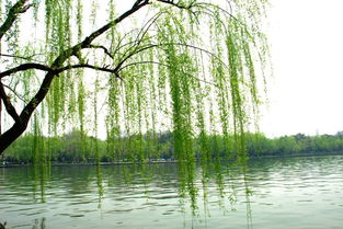 明月柳樹(shù)的詩(shī)句古詩(shī)