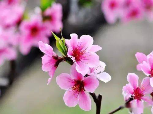 關(guān)于花和石的詩句