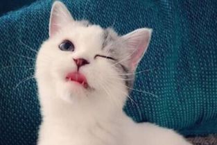 關(guān)于貓的傷感詩(shī)句