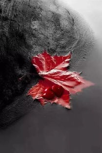 關(guān)于樸素美的詩(shī)句