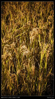 關于稻谷黃了詩句