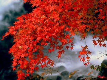 春天楓葉的詩句古詩詞