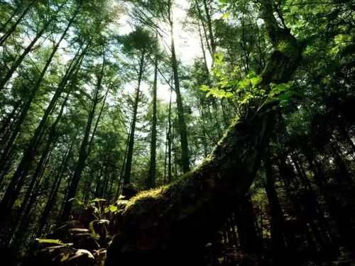 詩句,森林,浪漫