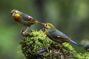 還有哪些是描寫(xiě)鳥(niǎo)類(lèi)的古詩(shī)句