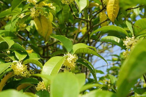 木樨的詩句古詩