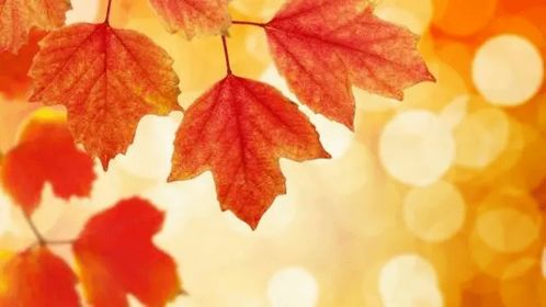 詩句,楓葉,讀書