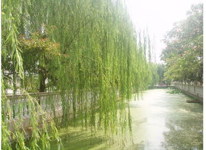 關(guān)于贊美狐貍的詩句