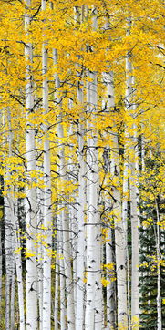 形容師恩難報的詩句,報師恩的詩句,學生報師恩的詩句