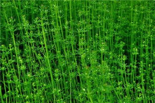 描寫夏天的草詩句古詩