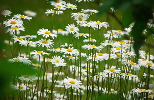 關(guān)于雛菊?qǐng)?jiān)強(qiáng)的詩(shī)句