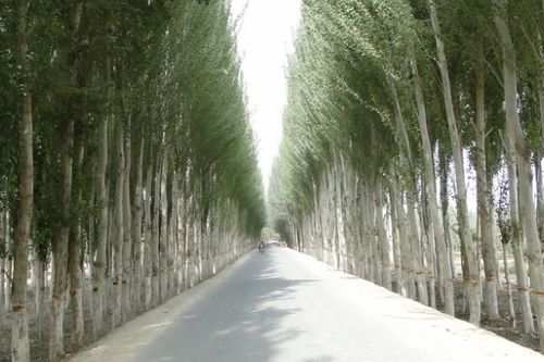 橋和楊樹的古詩句