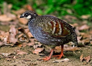 關(guān)于鷓鴣的詩句古詩詞