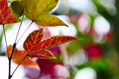 關(guān)于葉的詩(shī)句有哪些