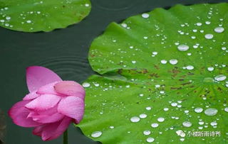 關(guān)于荷花雨的詩(shī)句古詩(shī)大全