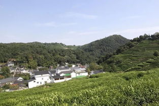 關(guān)于花池的詩句