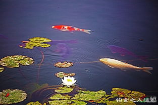 關(guān)于錦鯉戲蓮的詩(shī)句