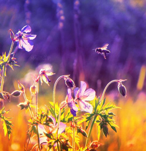 關(guān)于害怕寂寞的勵(lì)志詩(shī)句