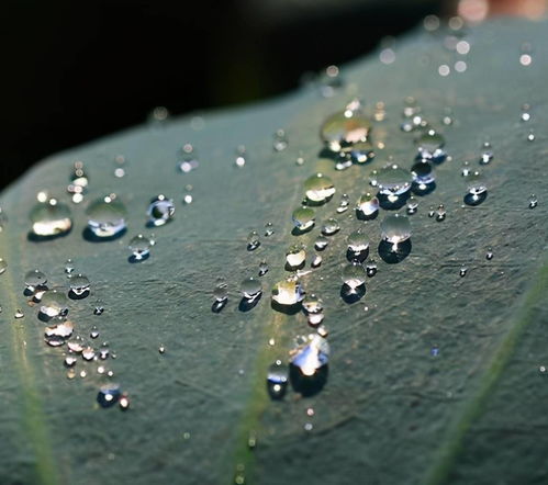 關(guān)于新月的古詩句,關(guān)于新月美好的古詩句,描寫新月的古詩句