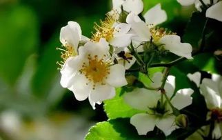 關于荼蘼花寓意的詩句