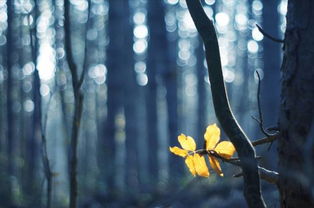 關(guān)于大自然溫暖的詩句