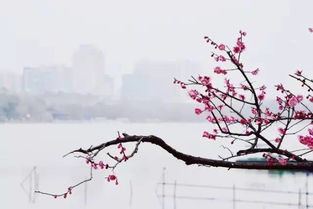 關(guān)于冬天的所有詩(shī)句