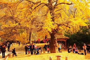 桃園古詩(shī)句