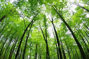 春風開頭詩句古詩整首