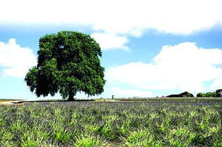 關(guān)于春夏秋冬景色的古詩,描寫春夏秋冬的古詩有哪些,描寫春夏秋冬的古詩各一首