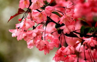 贊美海棠花的詩句有哪些,描寫海棠花的詩句有哪些,海棠花最有名的詩句有哪些