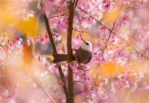 古詩帶春學的詩句