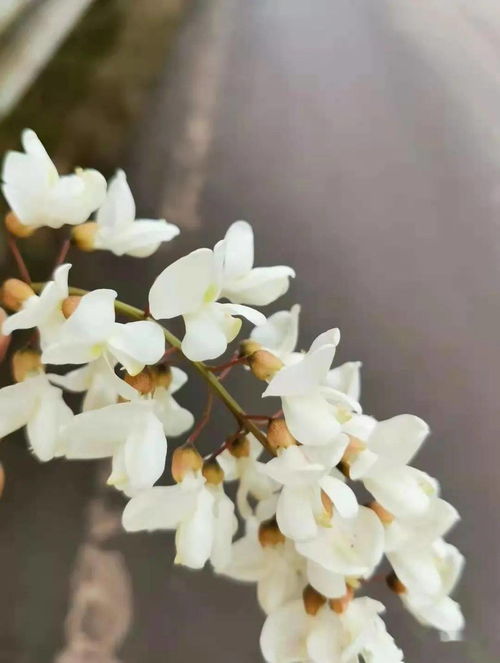 關(guān)于槐花的詩句古詩