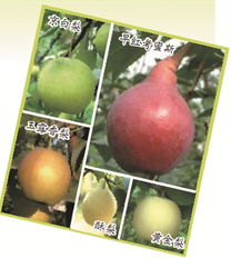 關(guān)于秋梨的詩句有哪些