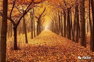 關(guān)于落葉和微風(fēng)的古詩句