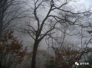 關(guān)于冬日寒風(fēng)吹樹的詩句