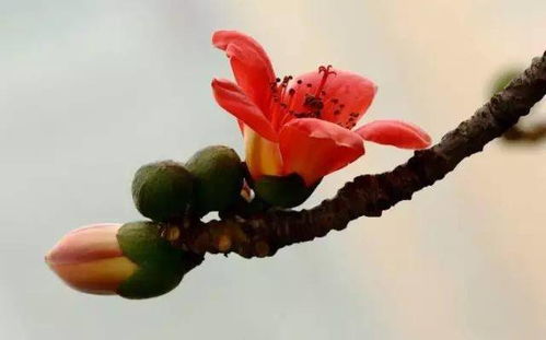 關(guān)于8數(shù)字的詩句