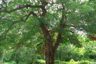 關(guān)于梧桐和鳳凰詩句