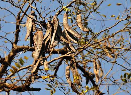 關(guān)于皂角的詩句