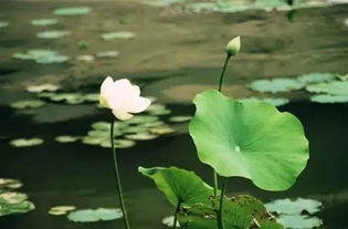 關(guān)于夏日的詩(shī)句6