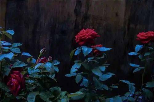 普希金的關(guān)于黃玫瑰的詩句