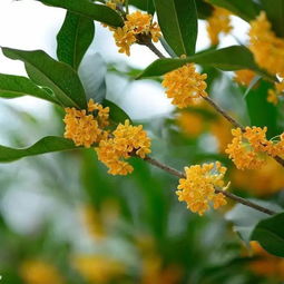 關(guān)于桂花凄美的詩(shī)句