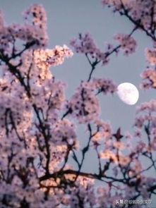 關(guān)于春夜的詩句有哪些