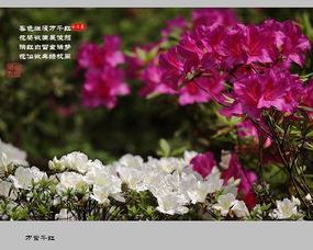 關于杜鵑的詩句名句