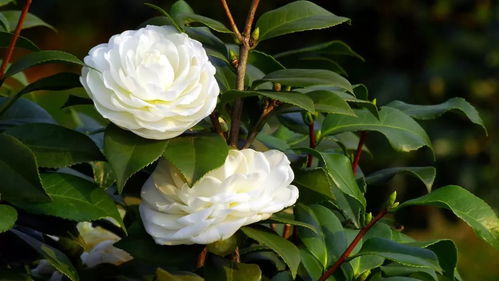 關(guān)于栽花種花的詩句