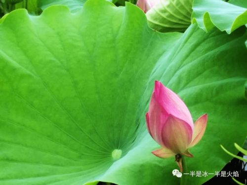 關(guān)于荷塘姑娘的詩句