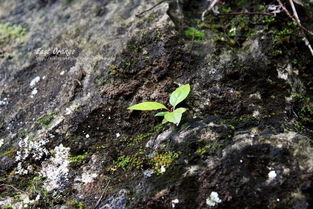 關(guān)于小草頑強(qiáng)生命的詩(shī)句有哪些,描寫小草頑強(qiáng)生命的詩(shī)句,表現(xiàn)小草頑強(qiáng)生命的詩(shī)句是什么