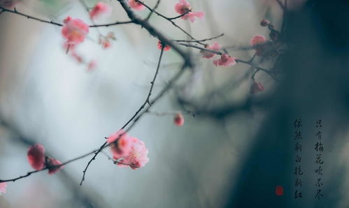 關(guān)于追悔的古詩(shī)句