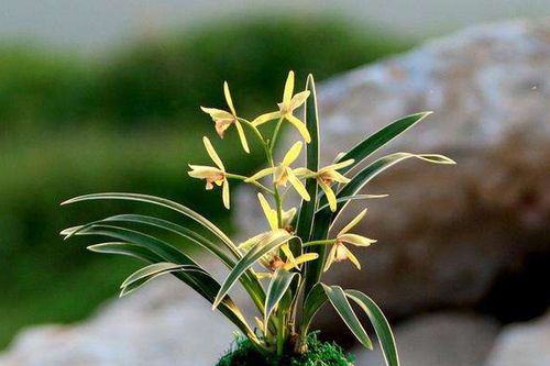 關于蘭花表達思念的詩句