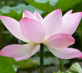 關(guān)于蓮花的好詩(shī)句