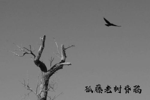 關(guān)于表示死的詩句