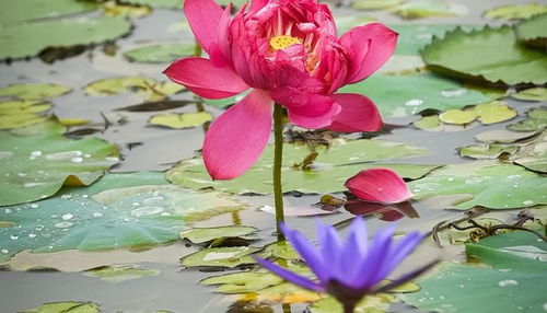 楊萬里寫荷花的詩句,楊萬里贊美荷花的詩句,楊萬里關(guān)于荷花的詩句有哪些